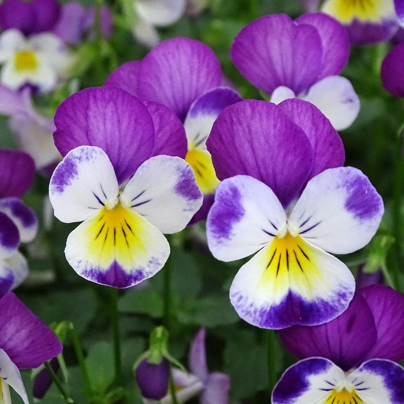 Viola cornuta Butterfly Rose White Face (Flowering)