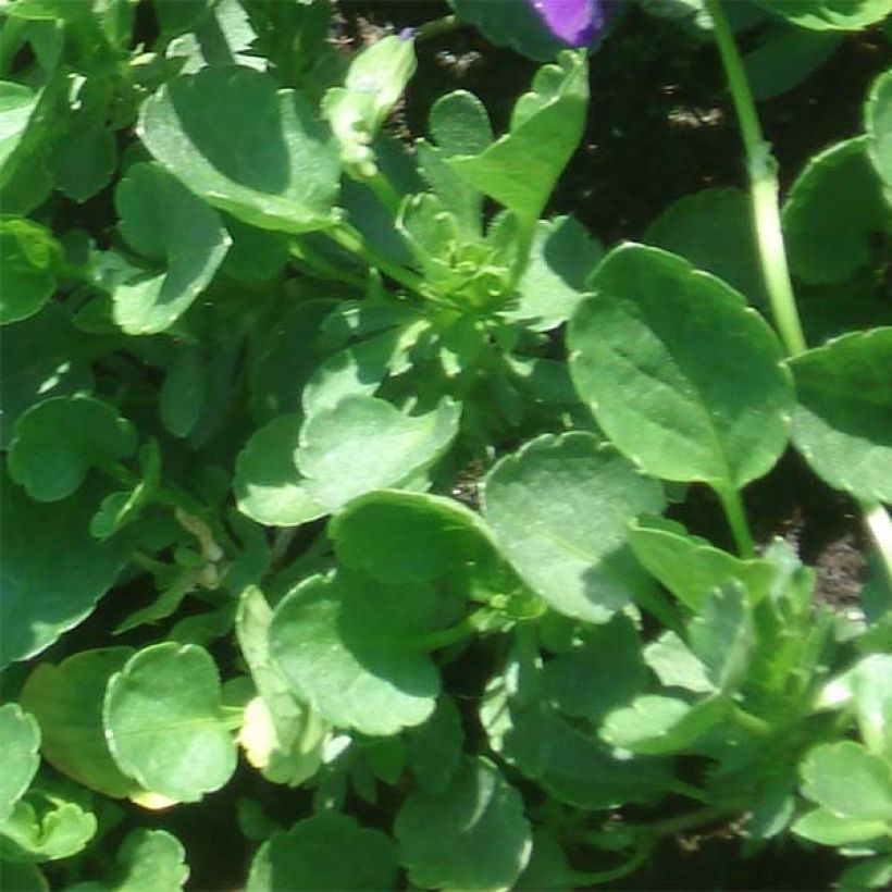 Viola cornuta Irish Molly (Foliage)