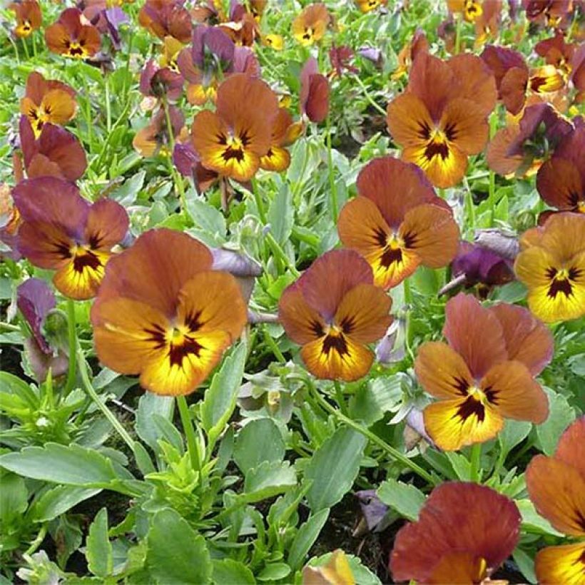 Viola cornuta Irish Molly (Flowering)