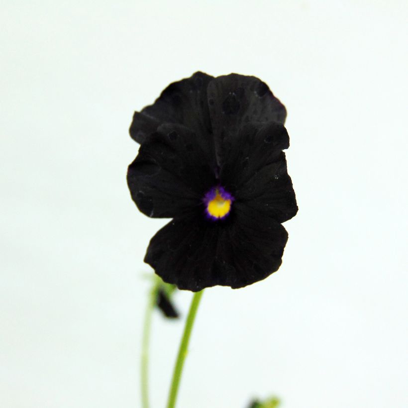 Viola cornuta Molly Sanderson (Flowering)