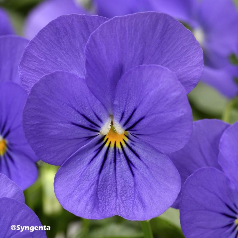 Viola cornuta F1 Penny Blue - Horned pansy (Flowering)