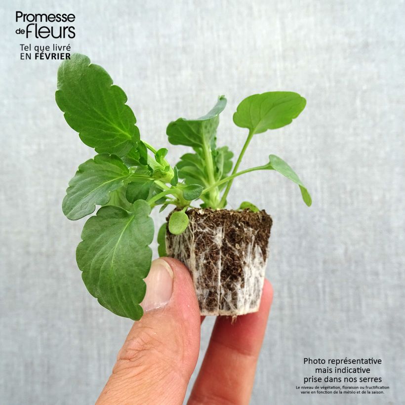 Viola cornuta F1 Prim Up Citrus blend Plug plants 3.8 x 3.2cm - Tray of 16 sample as delivered in autumn