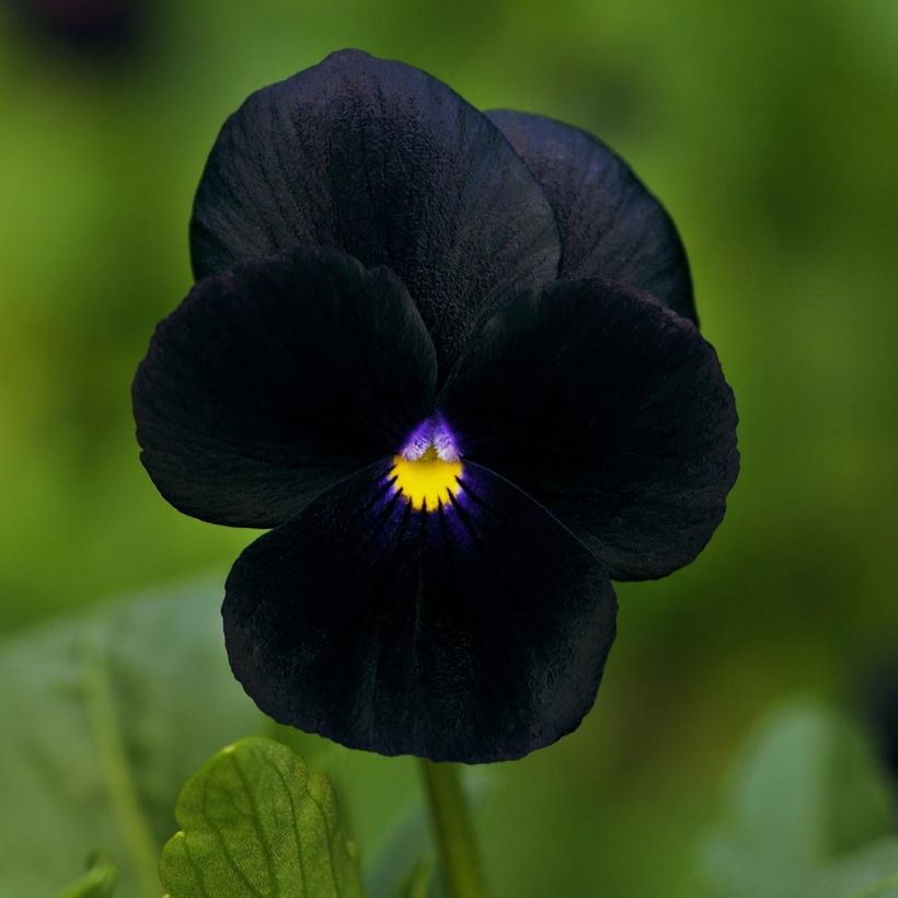 Viola cornuta F1 Sorbet Black Delight - Horned Pansy (Flowering)