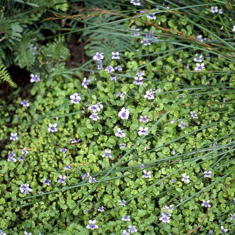 Viola hederacea  (Plant habit)