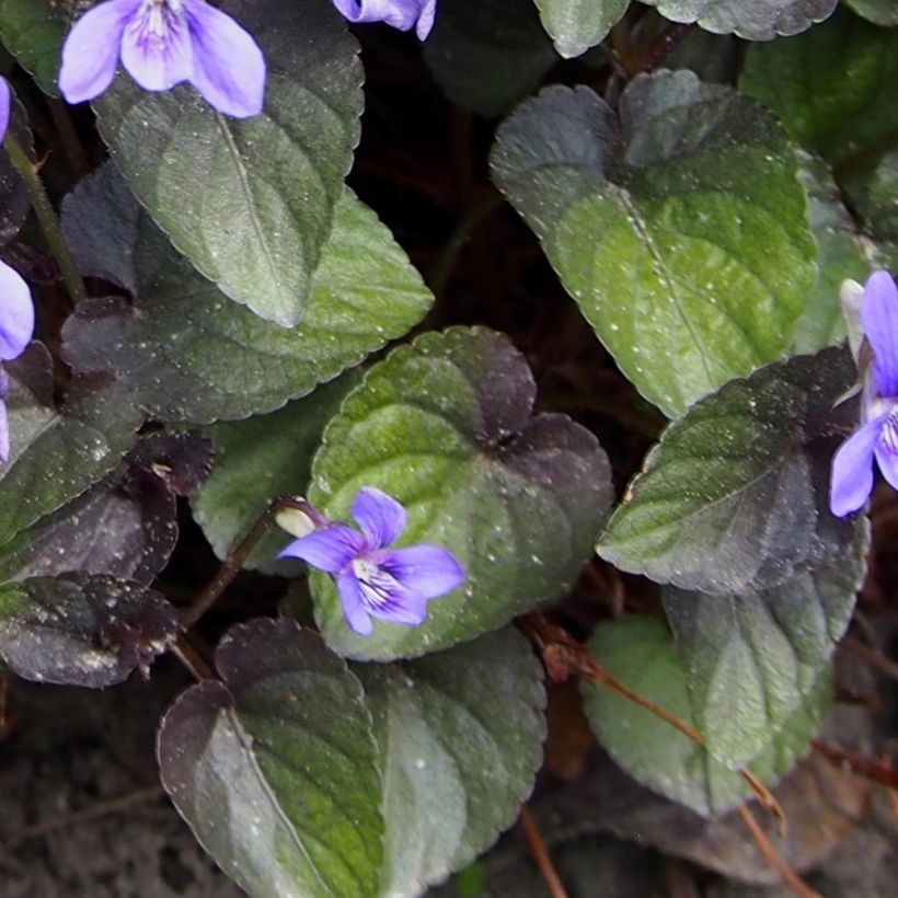 Viola riviniana var. purpurea  (Foliage)