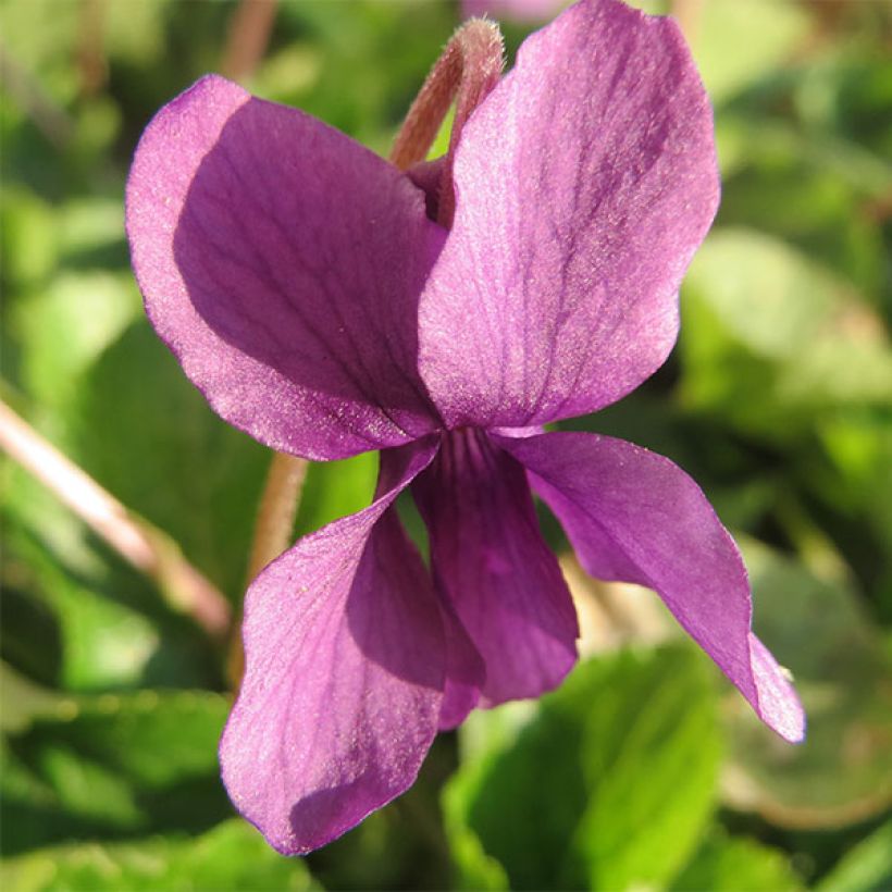 Viola odorata Red Charm (Flowering)