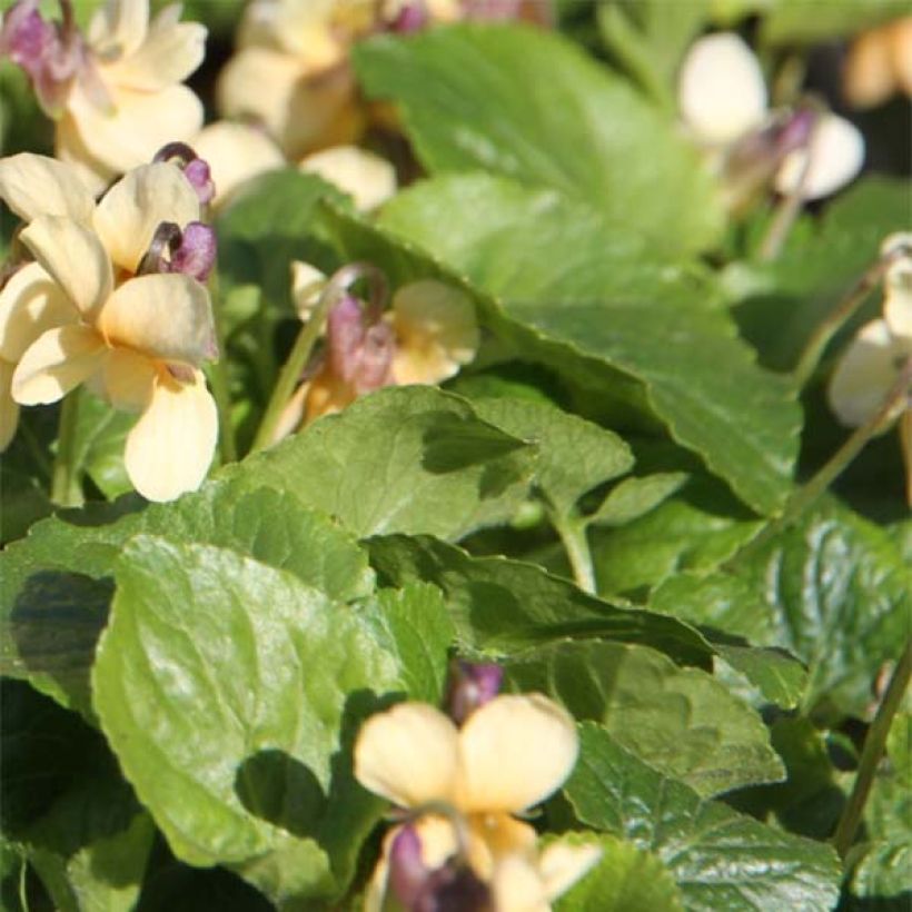 Viola odorata Vanilla (Foliage)
