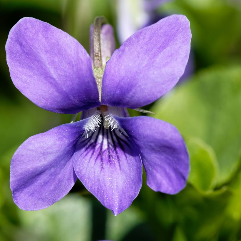 Viola odorata (Flowering)