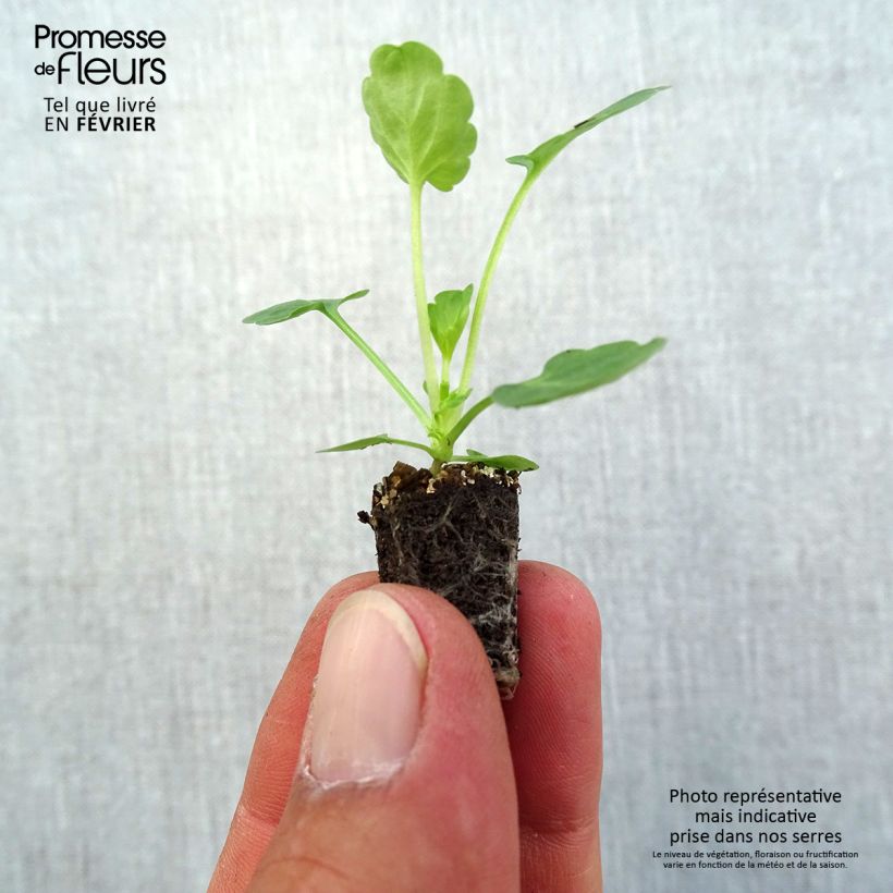 Viola cornuta Butterfly Antique Violet - Horned pansy Plug plant 1.5/2.5 cm sample as delivered in autumn