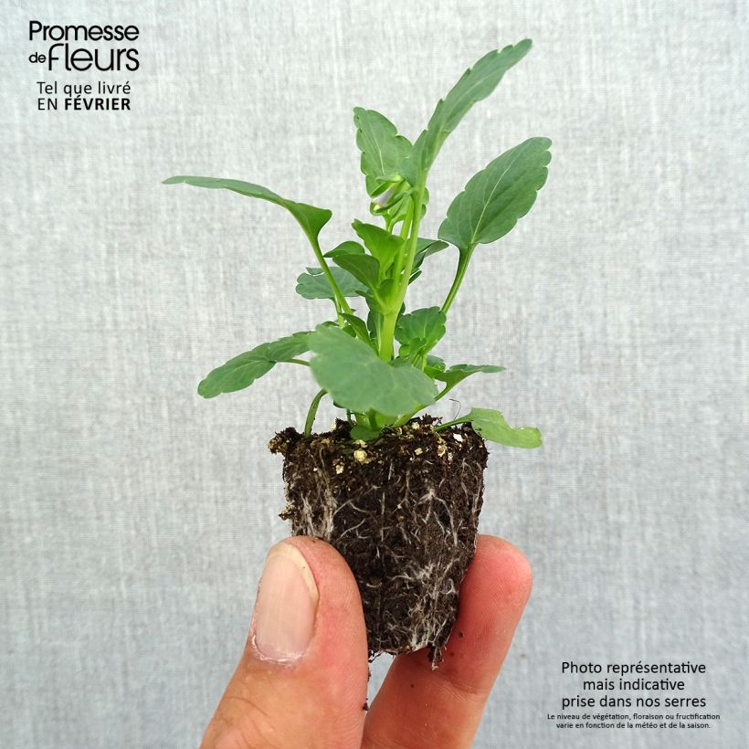Viola cornuta F1 Kitty Surprise - Horned Pansy Plug plants 3.8 x 3.2cm - Tray of 16 sample as delivered in autumn