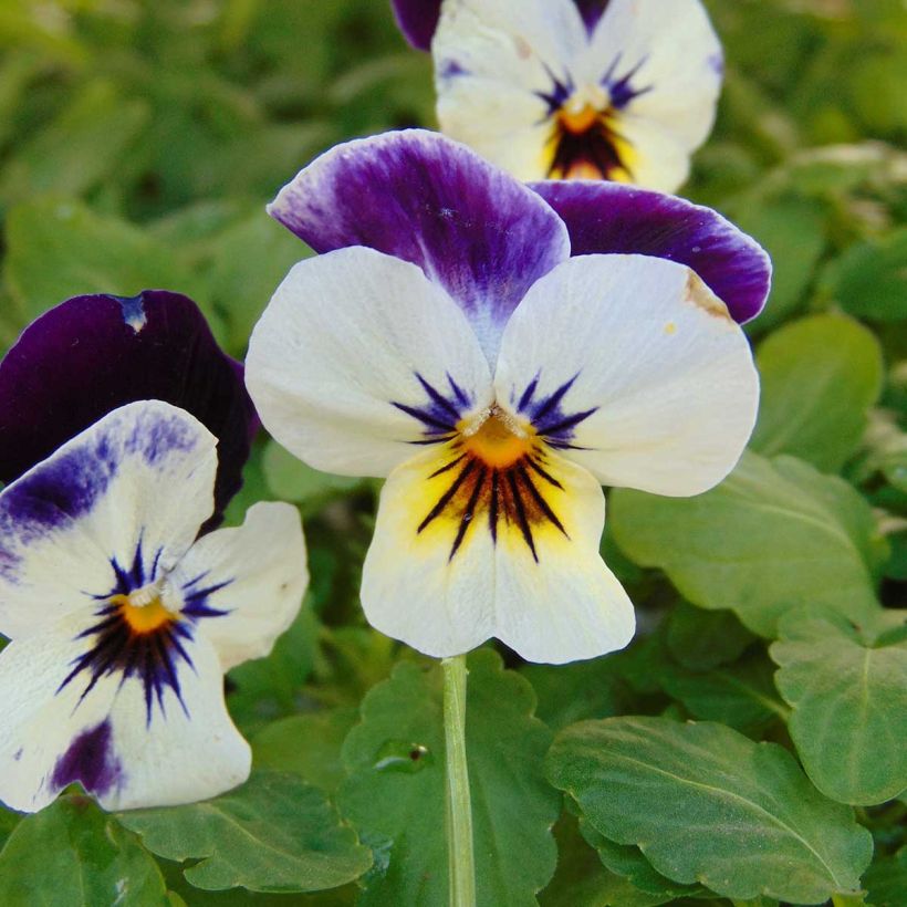 Viola cornuta Penny F1 Mickey - Horned pansy (Flowering)