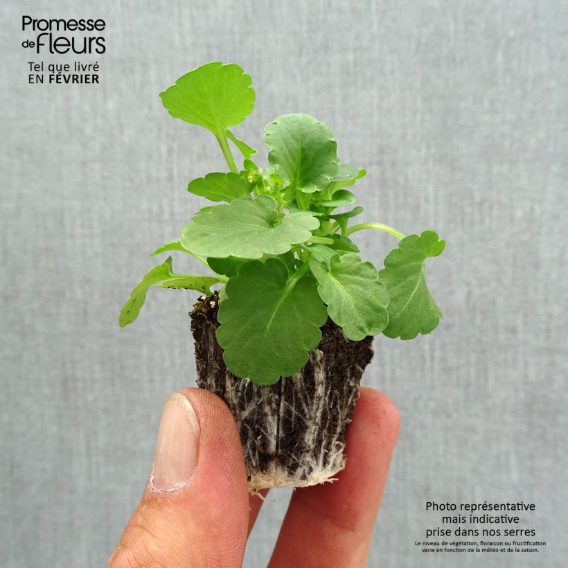 Viola cornuta Penny Yellow Plug plants 3.8 x 3.2cm - Tray of 16 sample as delivered in autumn