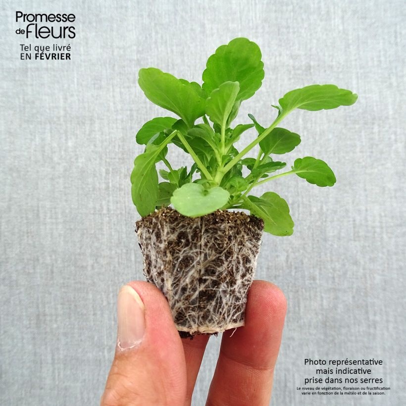 Viola cornuta F1 Sorbet Black Delight - Horned Pansy Plug plant 2.2cm x 2cm - Tray of 35 sample as delivered in autumn