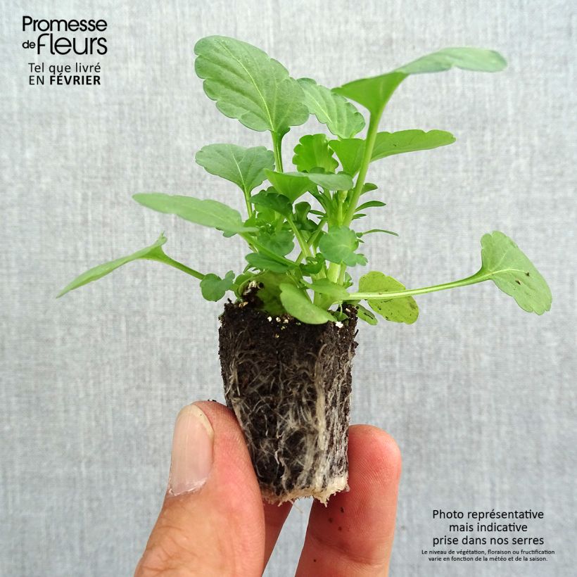 Viola cornuta Sorbet XP Blueberry Sundae Plug plants 3.8 x 3.2cm - Tray of 16 sample as delivered in autumn