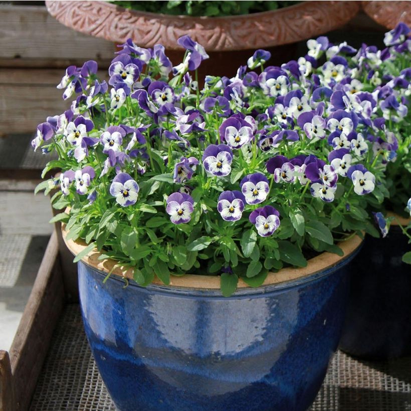 Viola cornuta Sorbet Delft Blue mini plug (Plant habit)