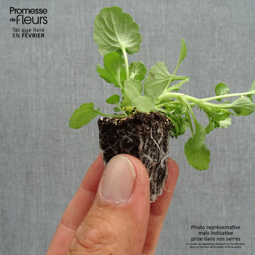 Viola cornuta Sorbet Delft Blue mini plug Plug plants 3.8 x 3.2cm - Tray of 16 sample as delivered in autumn