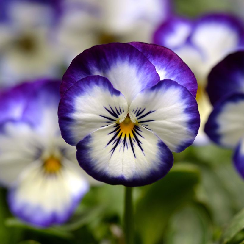 Viola cornuta Sorbet Xp Coconut Swirl - Horned pansy (Flowering)