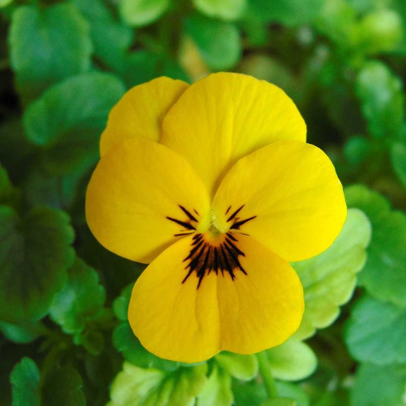 Viola Sorbet XP Yellow Blotch - Viola cornuta (Flowering)