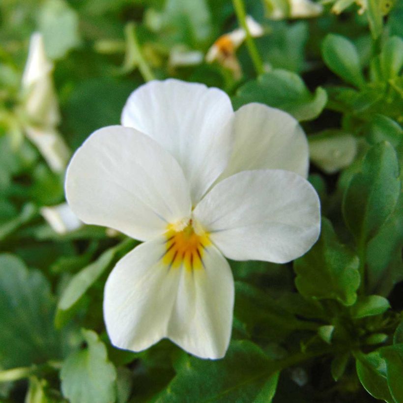 Viola Sorbet XP White - Viola cornuta (Flowering)