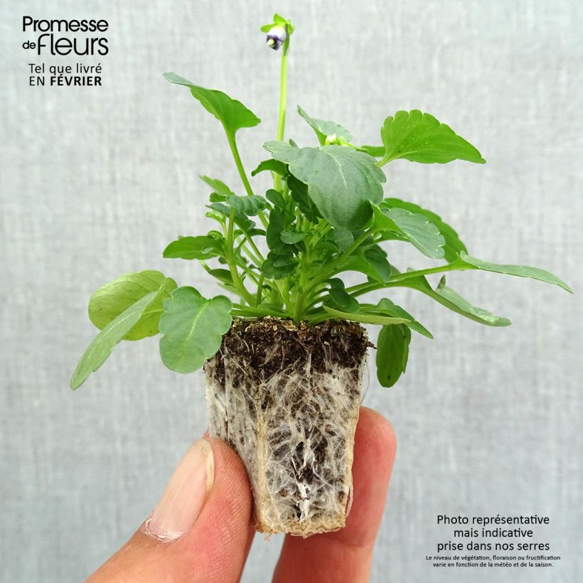 Viola cornuta Sorbet XP Pink Halo Plug plants 3.8 x 3.2cm - Tray of 16 sample as delivered in autumn