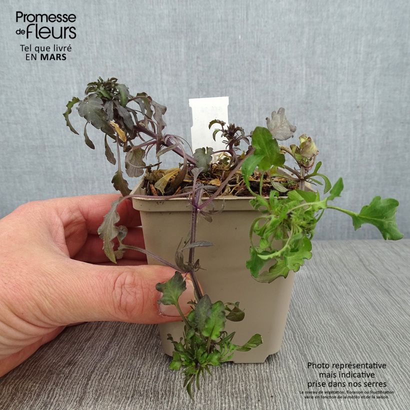 Viola corsica  8/9 cm pot sample as delivered in winter