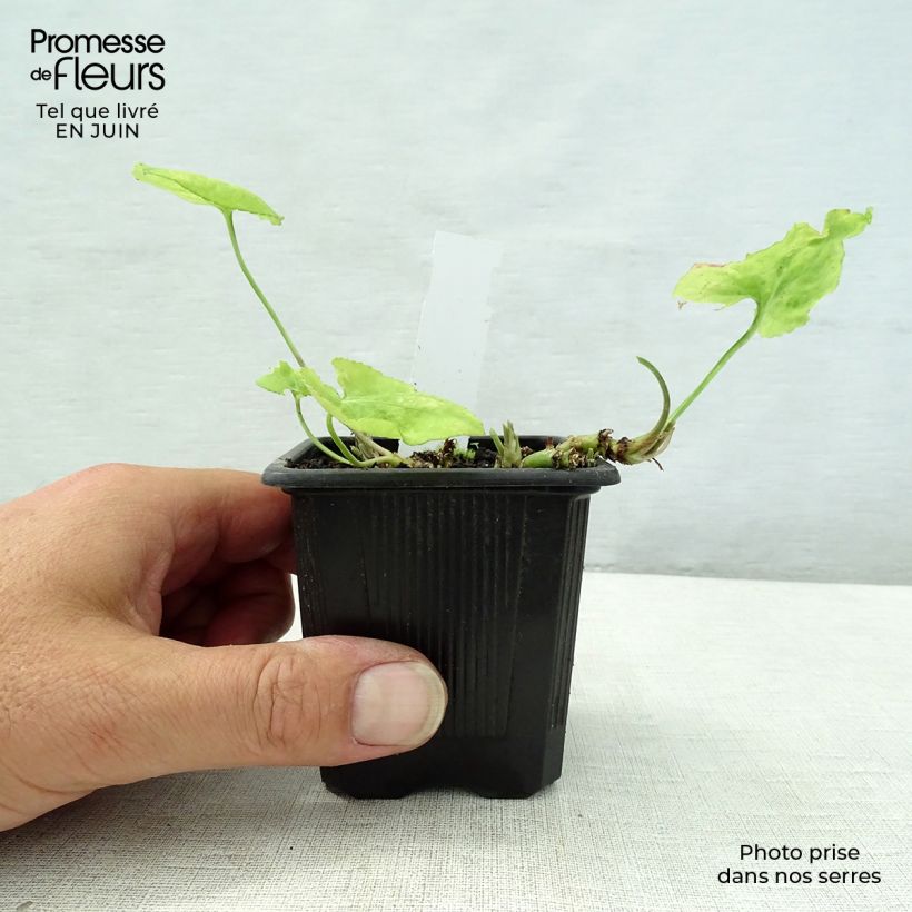 Viola x odorata Mrs Pinehurst 8/9 cm pot sample as delivered in summer