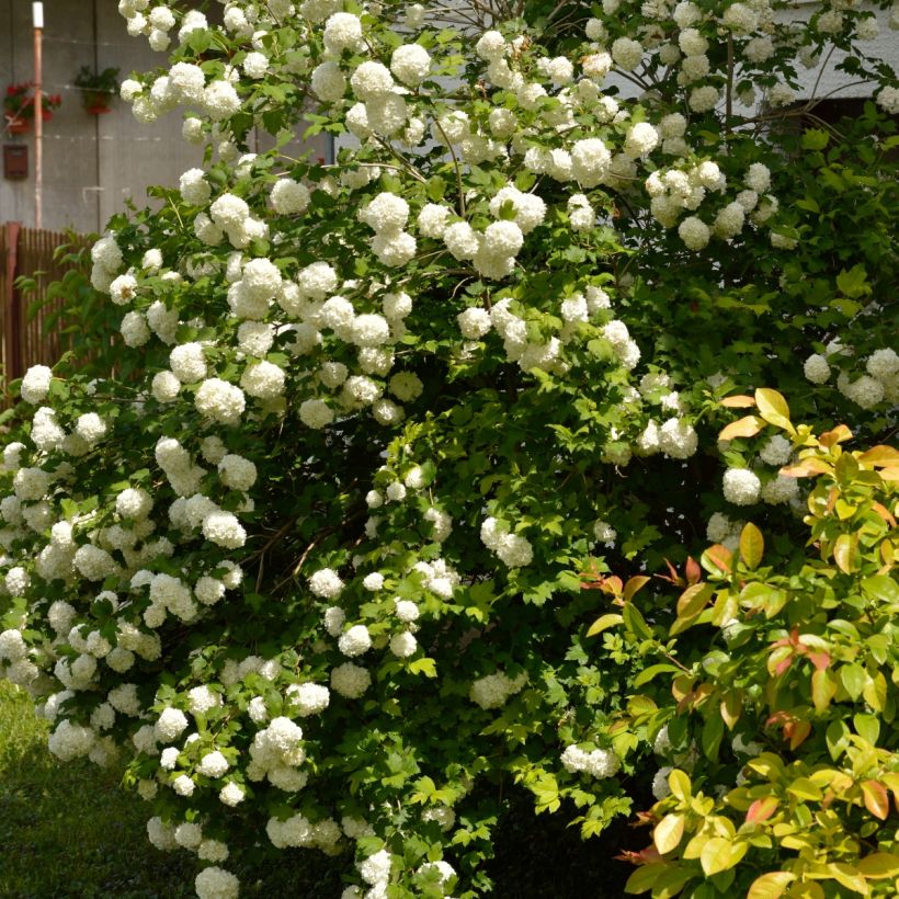 Snowball Viburnum - Viburnum opulus Roseum (Plant habit)