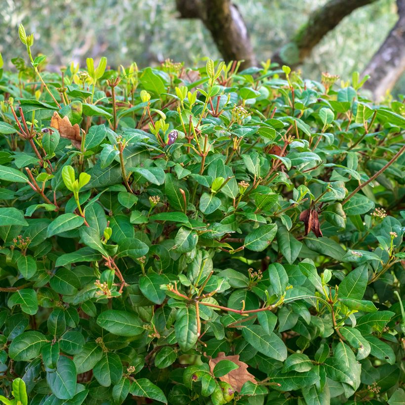 Viburnum tinus - Laurustinus (Foliage)