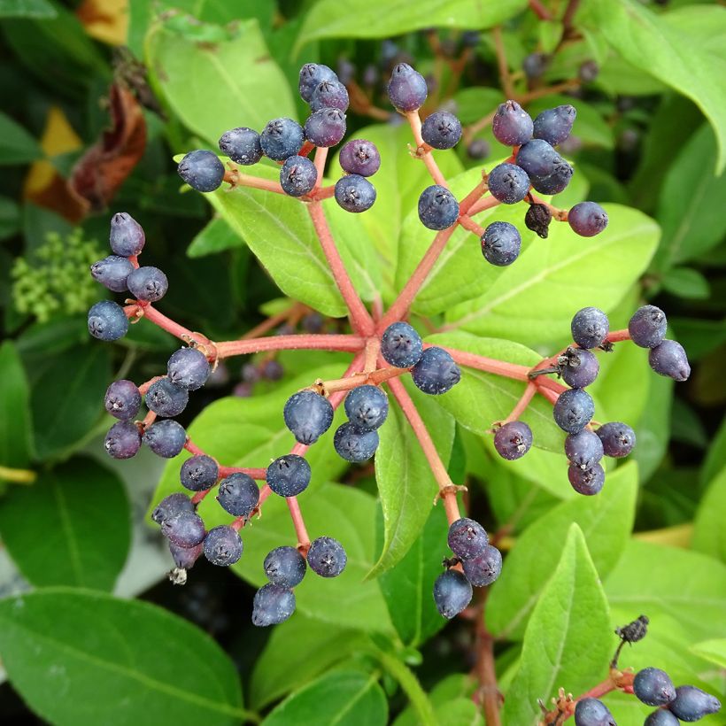 Viburnum tinus - Laurustinus (Harvest)