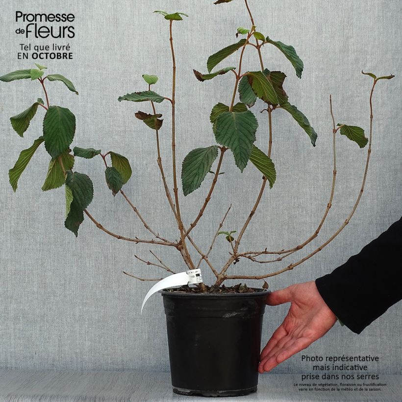 Viorne, Viburnum Plicatum Mariesii Great Star en pot de 4,5L sample as delivered in autumn