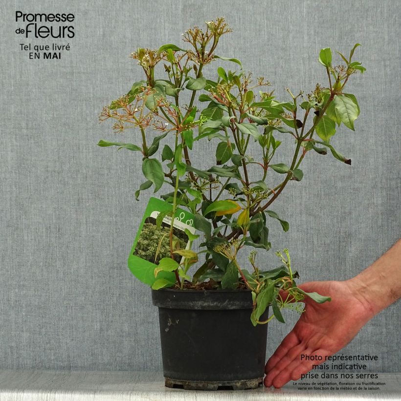 Viburnum globosum Jermyns Globe 3L/4L potShipped height around 30/40cm sample as delivered in spring