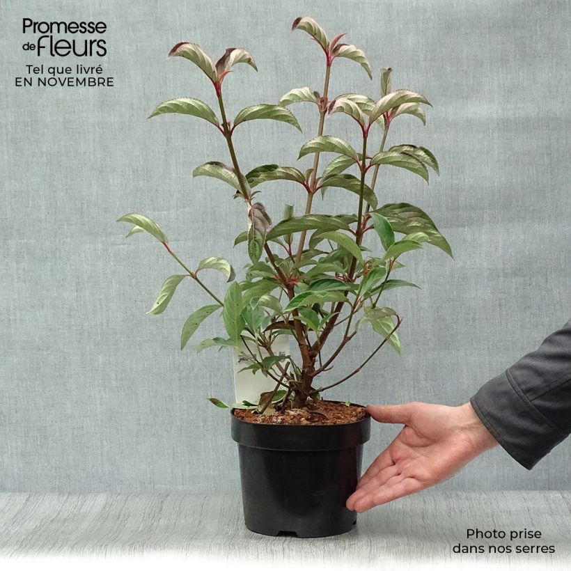 Viorne - Viburnum hillieri Winton Pot de 3L/4L sample as delivered in autumn