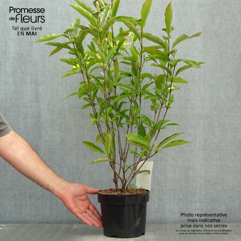 Viburnum nudum Brandywine 2L/3L potShipped height around 40/50cm sample as delivered in spring