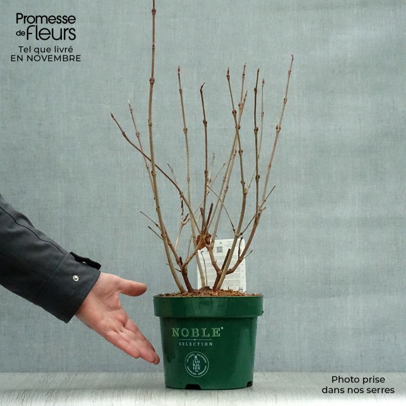 Viburnum plicatum Grandiflorum Noble 2L/3L pot sample as delivered in autumn
