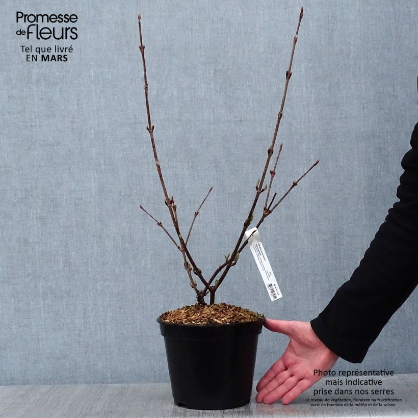 Viorne - Viburnum plicatum Opening Day en pot de 4/5L sample as delivered in winter