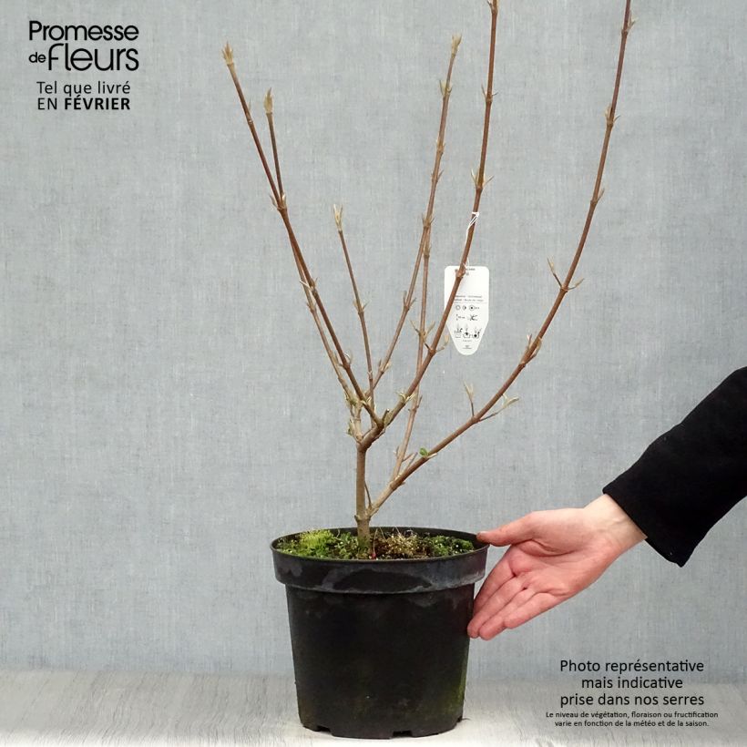 Viorne - Viburnum (x) carlcephalum en pot de 10L sample as delivered in winter