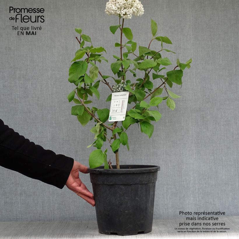 Viburnum x carlcephalum 7.5L/10L potShipped height around 60/80cm sample as delivered in spring
