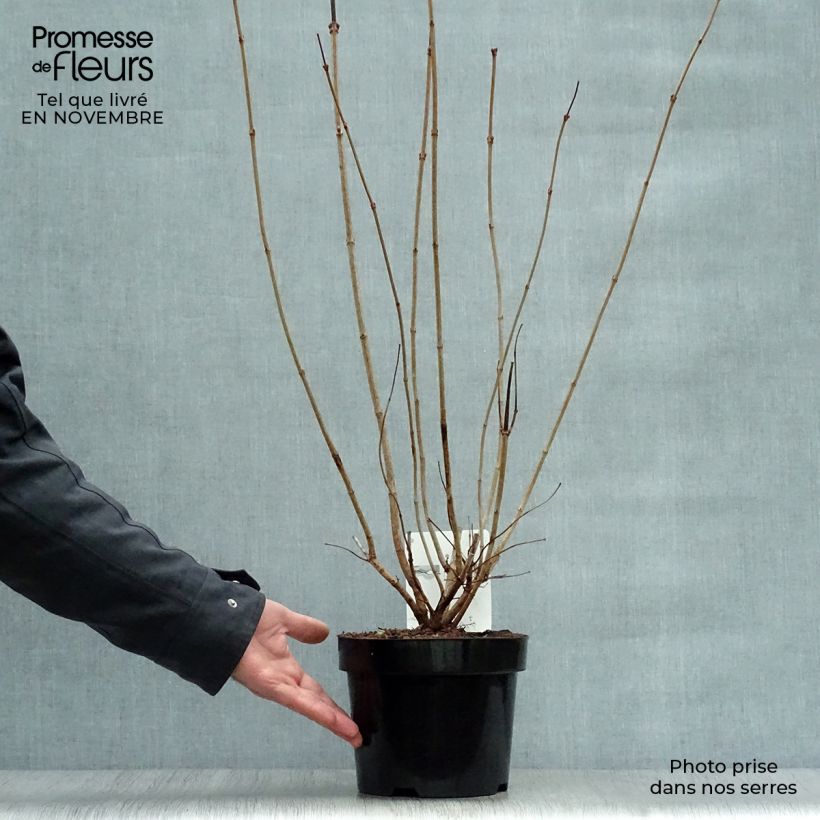 Viorne boule de Neige - Viburnum opulus Roseum pot de 2L/3L sample as delivered in autumn