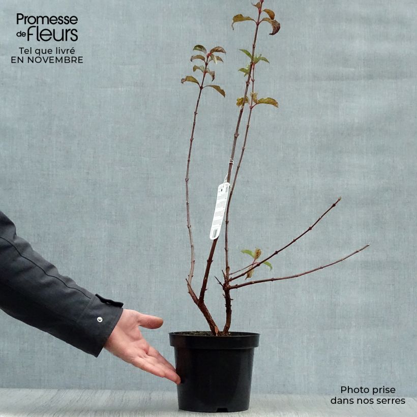 Viorne d'hiver - Viburnum bodnantense Dawn en pot de 2/3L sample as delivered in autumn