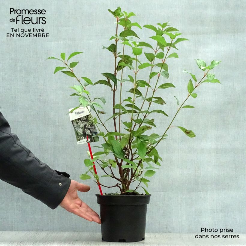 Viorne d'hiver - Viburnum farreri (fragrans) Pot de 2L/3L sample as delivered in autumn