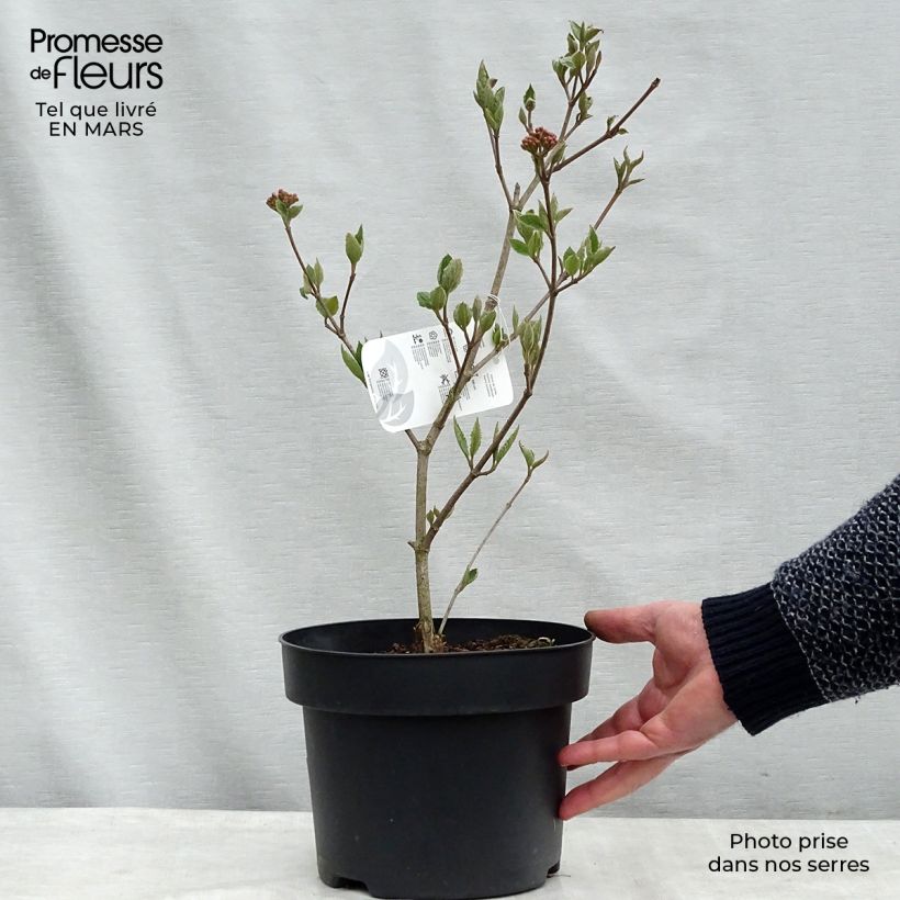 Viorne de Carle - Viburnum carlesii en pot de 4L/5L sample as delivered in winter