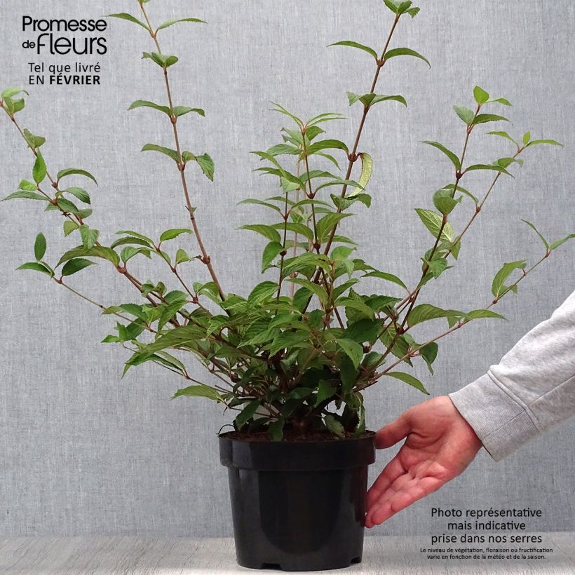 Viorne de Chine - Viburnum plicatum Kilimanjaro Sunrise Pot de 2L/3L sample as delivered in autumn