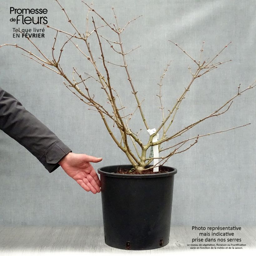 Viorne de Chine -Viburnum plicatum Mariesii en pot de 12L/15L sample as delivered in winter