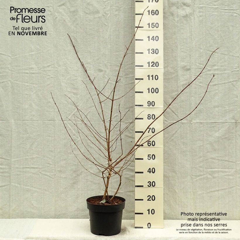 Viorne de Chine - Viburnum plicatum Tomentosum pot de 7,5L/10L sample as delivered in autumn