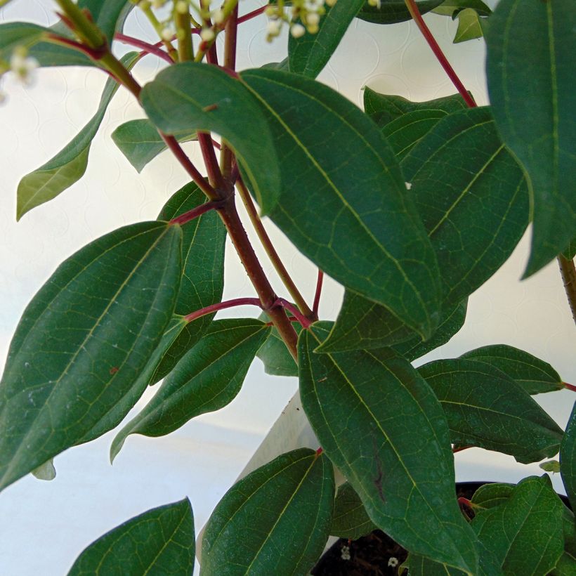 Viburnum davidii Angustifolium (Foliage)