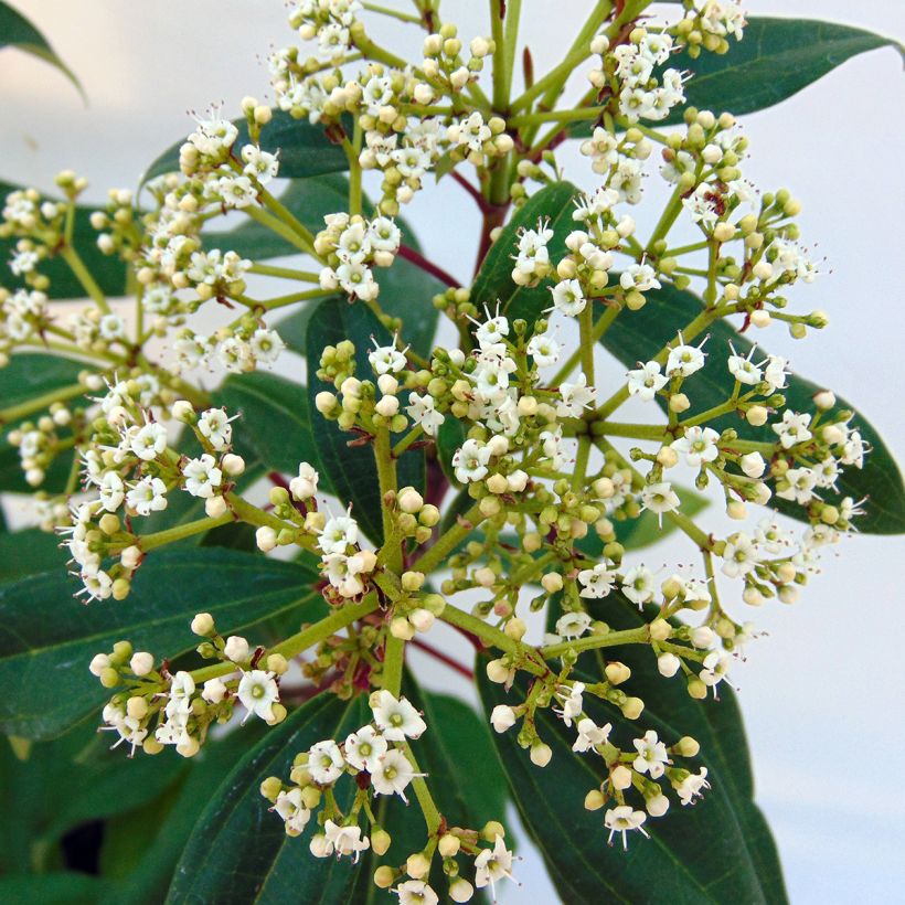 Viburnum davidii Angustifolium (Flowering)