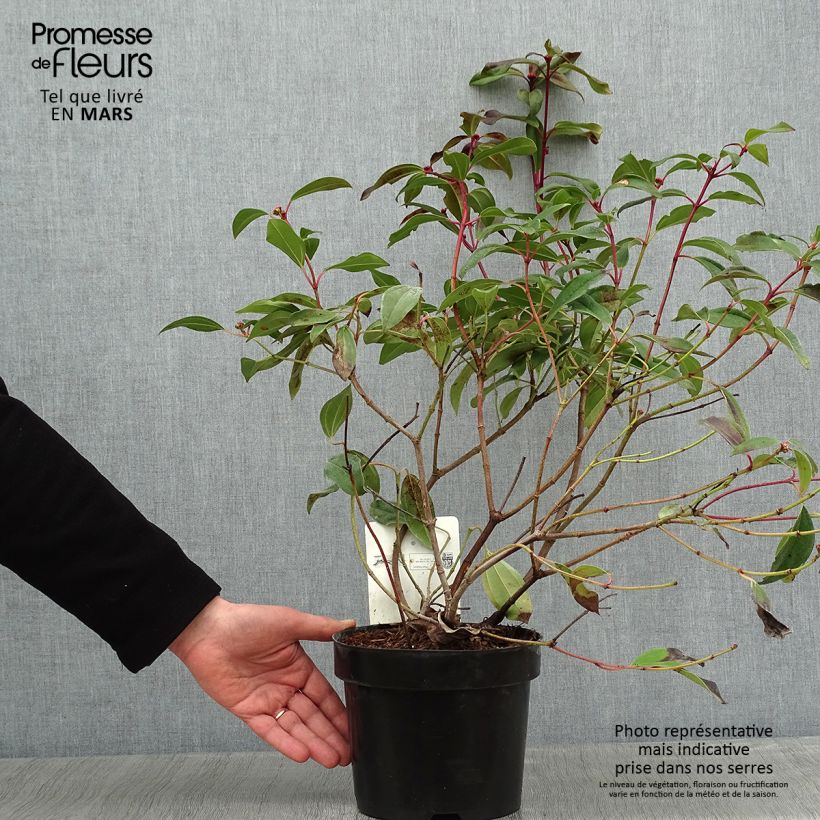 Viorne de David - Viburnum davidii Angustifolium Pot de 3L/4L sample as delivered in winter