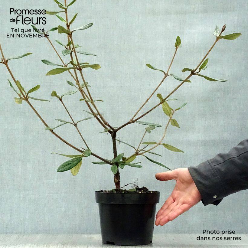 Viorne de Prague - Viburnum Pragense Pot de 3L/4L sample as delivered in autumn