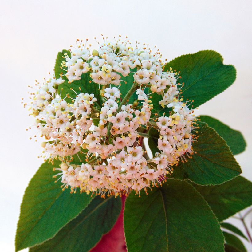Viburnum lantana Mohican (Flowering)