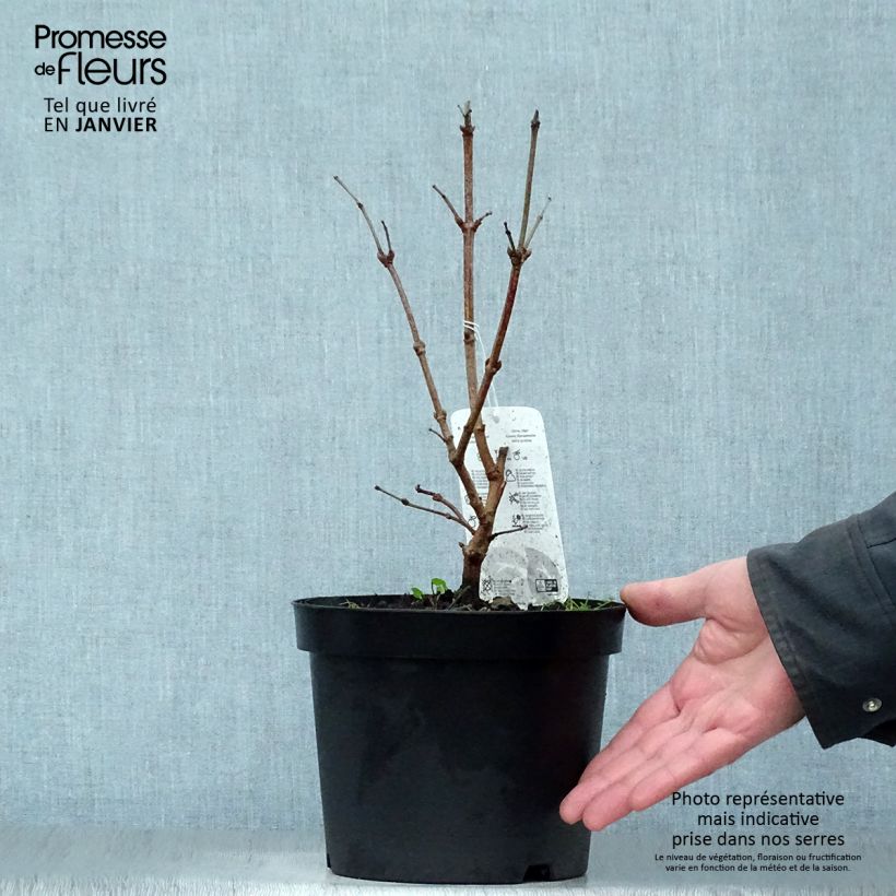 Viorne obier - Viburnum opulus Compactum en pot de 3.5L sample as delivered in winter